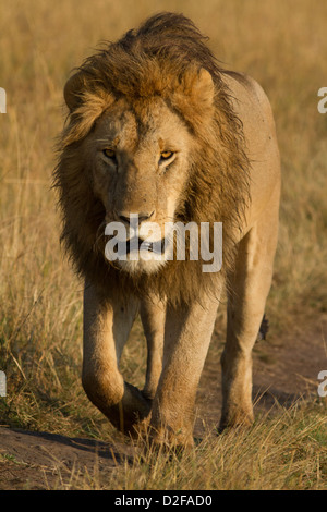 La crinière d'un lion noir homme marche sur une piste dans le Masai Mara, Kenya (Panther Leo) Banque D'Images