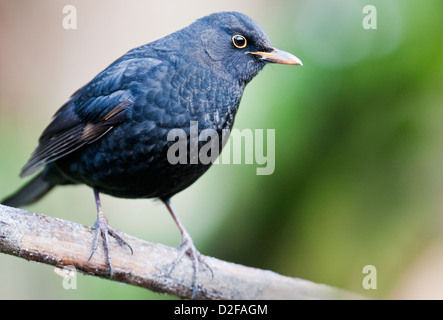 Blackbird sur apple tree branch. Banque D'Images