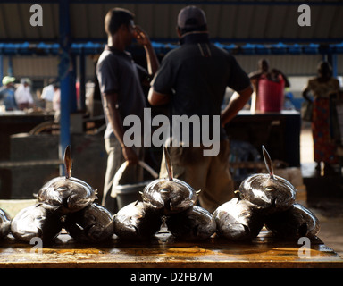 Thon fraîchement pêché disposés sur une dalle tandis que les hommes parlent en arrière-plan sur le marché aux poissons de Negombo Sri Lanka Banque D'Images