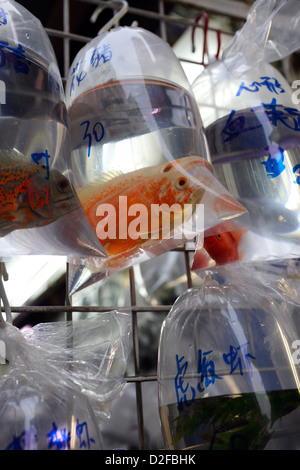 Hong Kong, Chine, de poissons d'ornement sont offerts dans de petits sacs en plastique pour la vente Banque D'Images