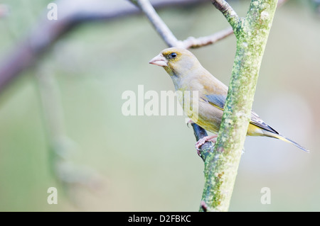 Verdier Mail sur apple tree branch en jardin anglais. Banque D'Images