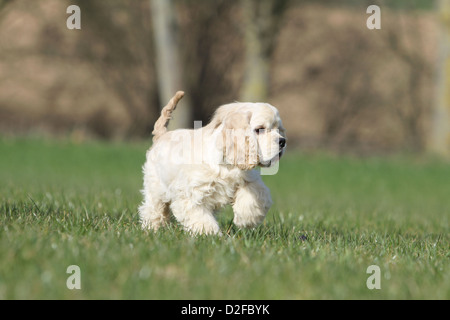 Chien chiot Cocker Américain (crème) s'exécutant dans un pré Banque D'Images