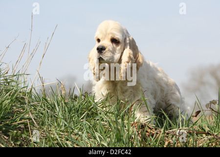 Chien chiot Cocker Américain (crème) debout derrière l'herbe Banque D'Images