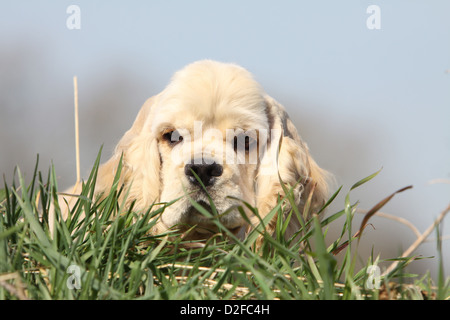 Chien chiot Cocker Américain (crème) derrière l'herbe Banque D'Images