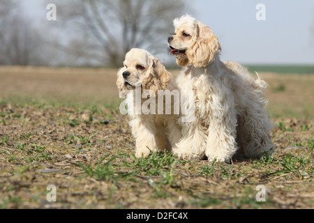 Chien Cocker Américain chiots et adultes (crème) debout dans un champ Banque D'Images