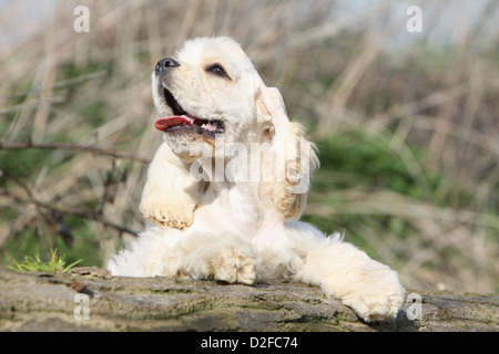 Chien chiot Cocker Américain (crème) allongé sur un bois Banque D'Images