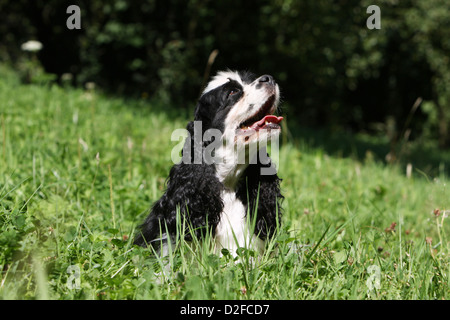 Chien Cocker Américain adulte (noir et blanc) assis dans un pré Banque D'Images