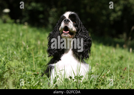 Chien Cocker Américain adulte (noir et blanc) assis dans un pré Banque D'Images