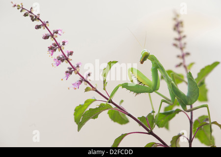 La mante religieuse sur une plante Tulsi floraison contre fond blanc Banque D'Images