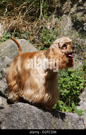 Chien Cocker Américain adulte (golden) Comité permanent sur les rochers Banque D'Images