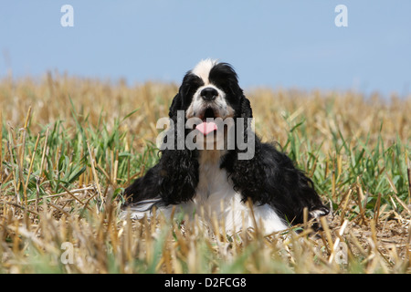 Chien Cocker Américain adulte (noir et blanc) se trouvant dans un champ Banque D'Images