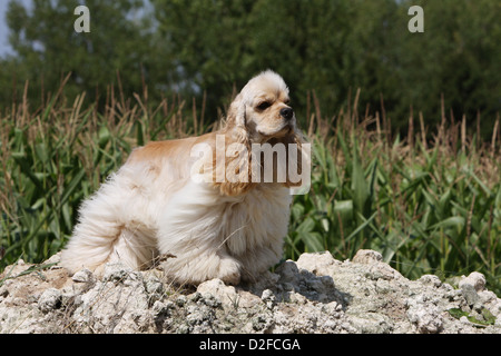 Chien Cocker Américain adulte (crème) debout sur le terrain Banque D'Images