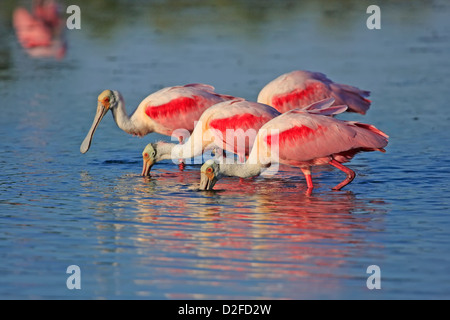 Spatules (Platalea ajaja Dougall) dans de l'eau Banque D'Images