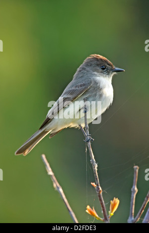 Moucherolle phébi (Sayornis phoebe) Banque D'Images