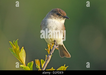 Moucherolle phébi (Sayornis phoebe) Banque D'Images