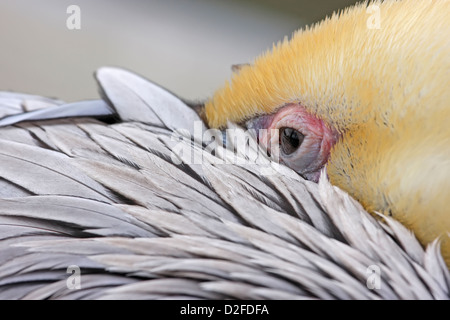 Close up of Pélican brun (Pelecanus occidentalis) Banque D'Images