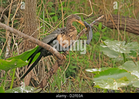 Anhinga (Anhinga anhinga) avec des poissons dans son bec Banque D'Images