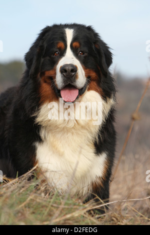 Bernese Mountain dog Chien portrait adultes Banque D'Images