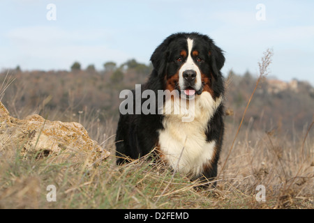 Chien bernois des profils dans un pré Banque D'Images