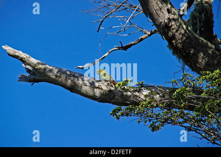 Perruche Austral Austral (perruche conure, emerald) assis dans l'arbre, Patagonie, Argentine Banque D'Images