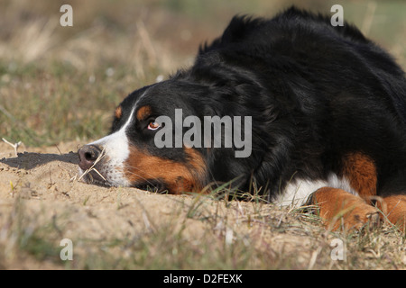 Bernese Mountain dog Chien hot allongé sur le sol Banque D'Images