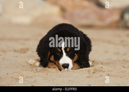 Chien chiot gisant sur le sable Banque D'Images