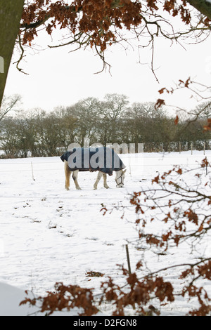 Cheval Blanc paissant dans un enclos couvert de neige, vu à travers un cadre d'arbres Banque D'Images