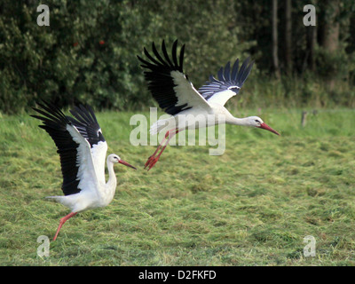 Deux Cigognes blanches (Ciconia ciconia) décollant dans les airs au niveau de détail impressionnant Banque D'Images