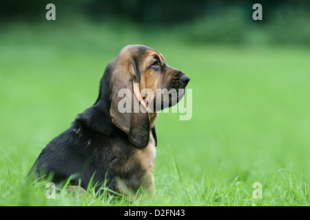 Bloodhound chien / chien de Saint-Hubert puppy sitting profile Banque D'Images