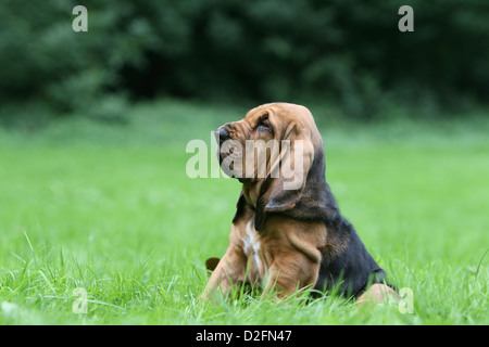 Bloodhound chien / chien de Saint-Hubert puppy sitting profile Banque D'Images