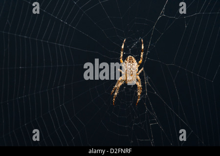 Jardin commun araignée sur sa toile d'araignée, UK Banque D'Images