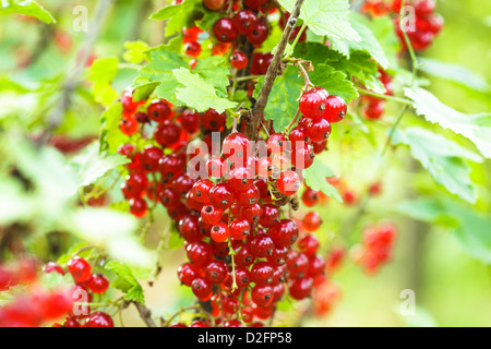 Bush de cassis, Close up les baies Banque D'Images