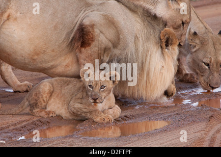 Les lions adultes et cub de l'eau potable, l'Afrique du Sud Banque D'Images