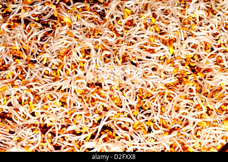 luzerne sprots Banque D'Images