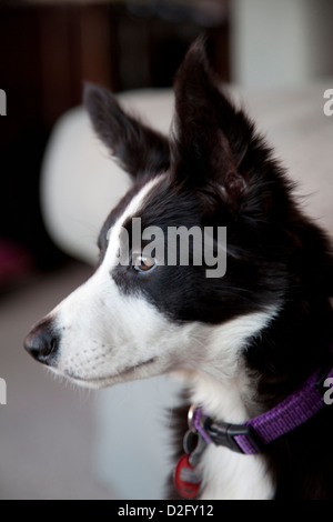 Un border collie dog, tête et épaules Banque D'Images