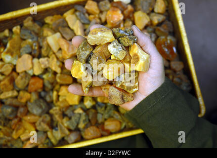 Une main saisit dans un arc plein de pierres en ambre brut Lychen, Allemagne 14 novembre 2012. L'Amber Carver Gerald Jancke produit des bijoux et d'art à partir d'ambre. Photo : Britta Pedersen Banque D'Images