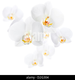 Orchidée Phalaenopsis blanc fleurs isolé sur fond blanc Banque D'Images