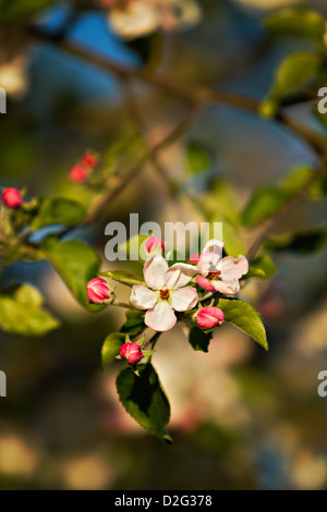 Fleurs de pommier (Malus) Banque D'Images