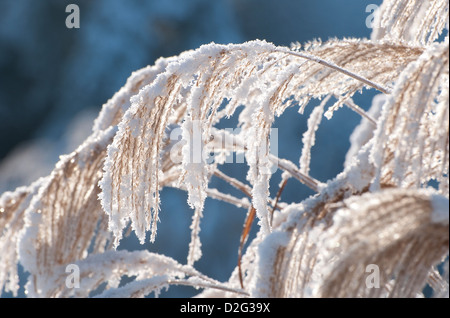 L'herbe de la pampa couvertes de neige Banque D'Images