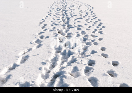 Un bon nombre d'empreintes de pas dans la neige Banque D'Images