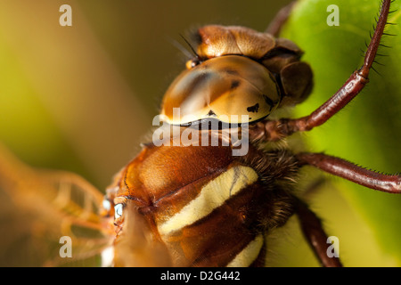 Brown - Hawker Aeshna grandis Banque D'Images