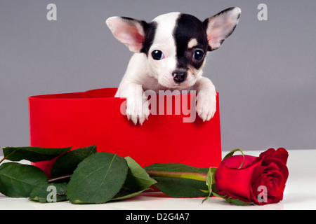 Chihuahua chiot mignon dans un coffret cadeau à la rose. Banque D'Images