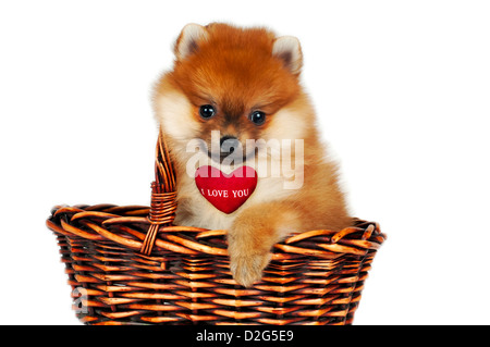 Chiot Pomeranian doux présent dans le panier. Banque D'Images