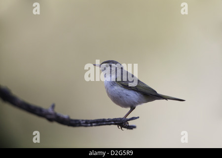 (Western), la Paruline de Bonelli Phylloscopus bonelli Banque D'Images