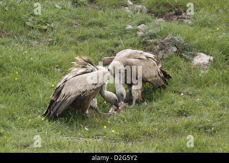 Vautour fauve Gyps fulvus, carcasse à deux, Banque D'Images