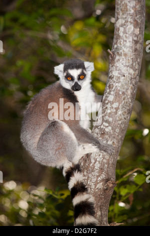 Madagascar, Ambalavao, réserve d'Anja, lémuriens, Lemur catta Ringtailed sitting in tree Banque D'Images