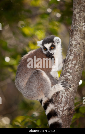 Madagascar, Ambalavao, réserve d'Anja, lémuriens, Lemur catta Ringtailed sitting in tree Banque D'Images