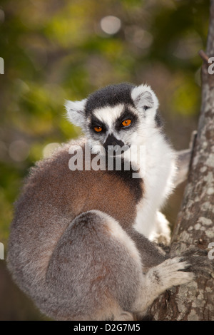 Madagascar, Ambalavao, réserve d'Anja, lémuriens, Lemur catta Ringtailed sitting in tree Banque D'Images