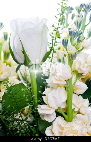 Des roses blanches close up on white background Banque D'Images