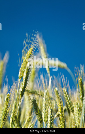 Les épis de blé (Triticum) Banque D'Images